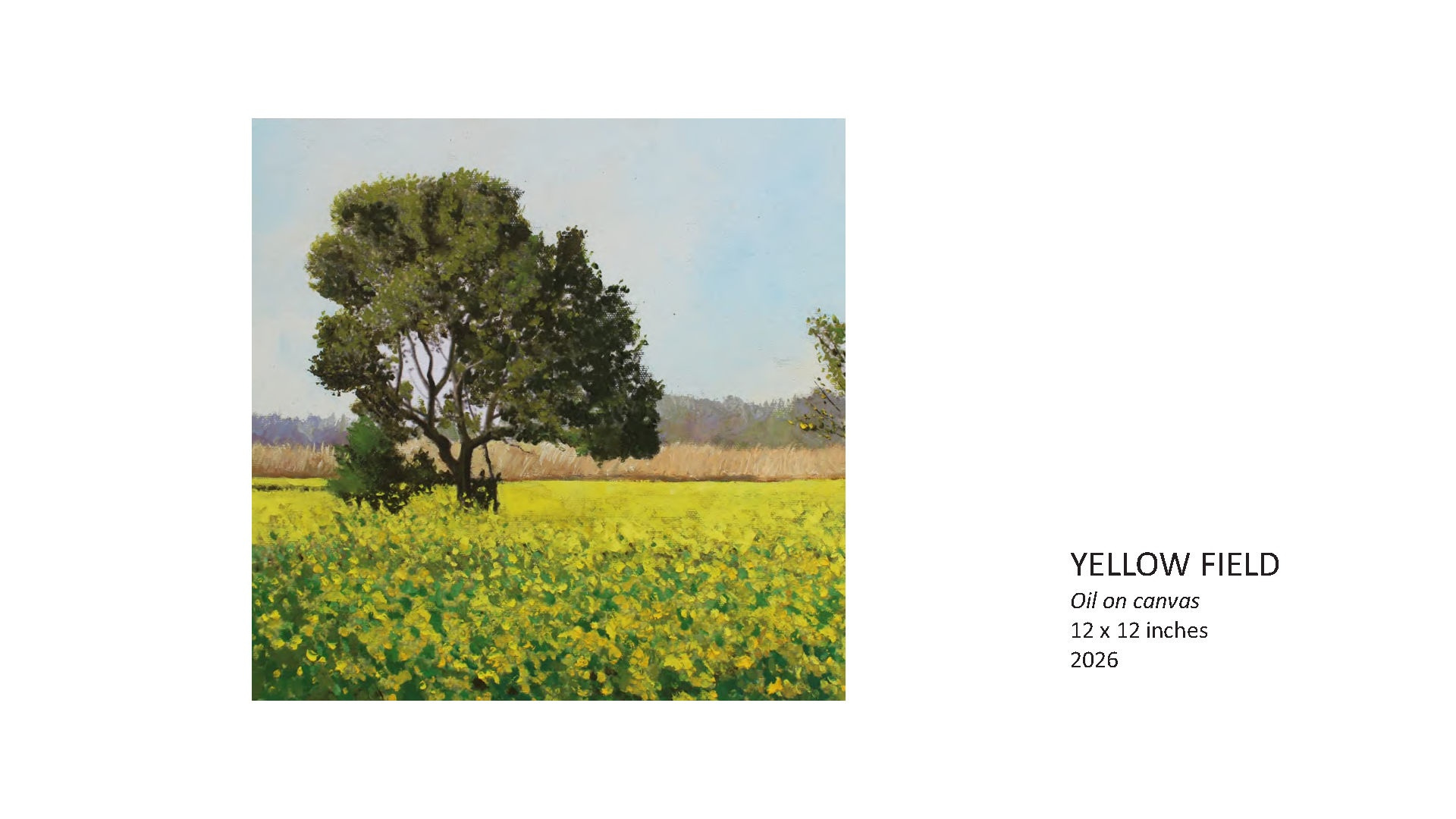 Yellow Field by Raja Najam ul Hassan